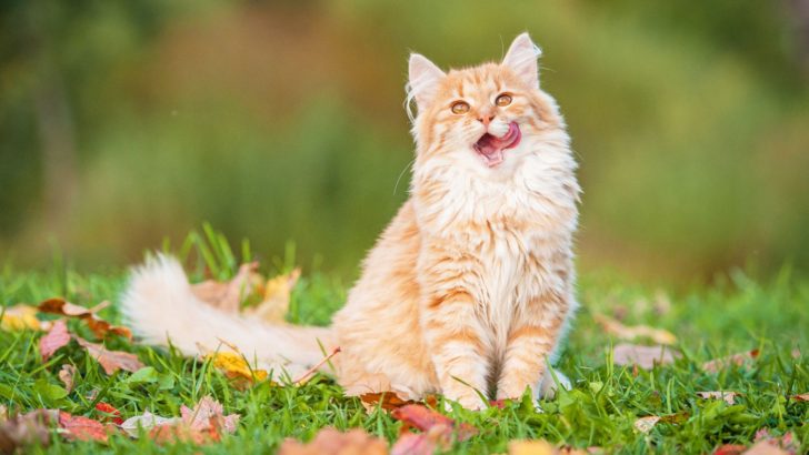 Why Do Cats Stick Their Tongues Out? 18 Interesting Reasons