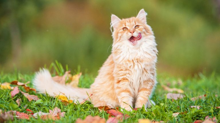 Little funny cat sitting outdoors in autumn