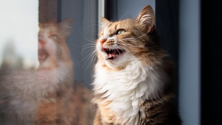 cat trilling next to a window