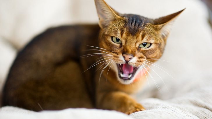 Why Do Domestic Cats Growl? 8 Reasons For Cat Growling