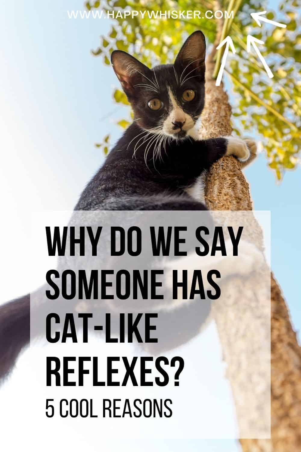 Why Do We Say Someone Has Cat-Like Reflexes 5 Cool Reasons Pinterest