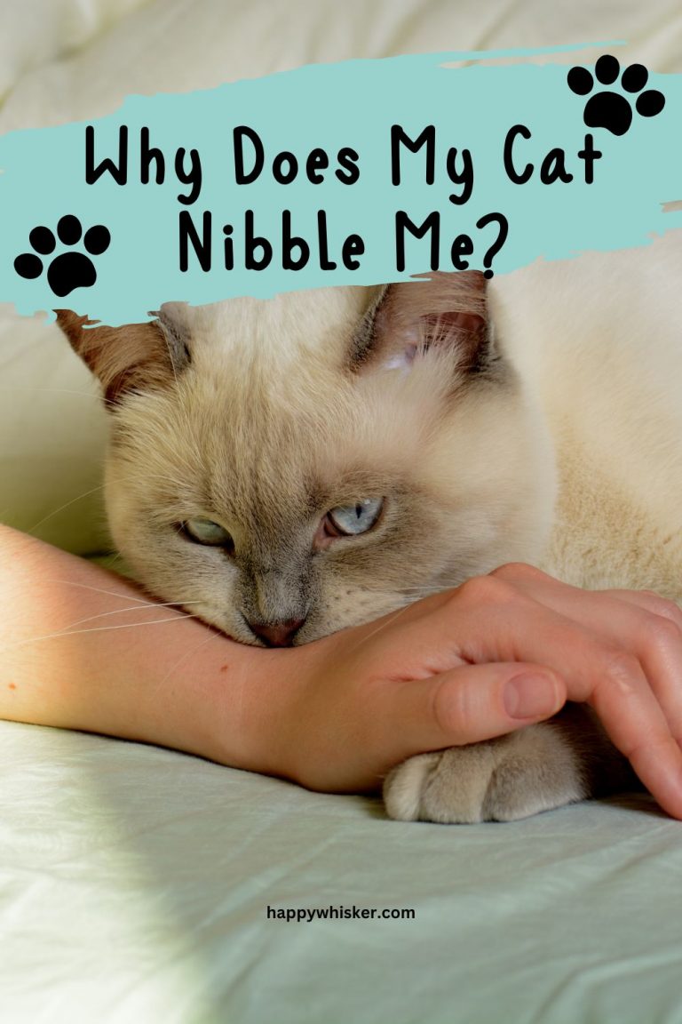 Why Does My Cat Nibble Me? Why Do We Say Love Bites?