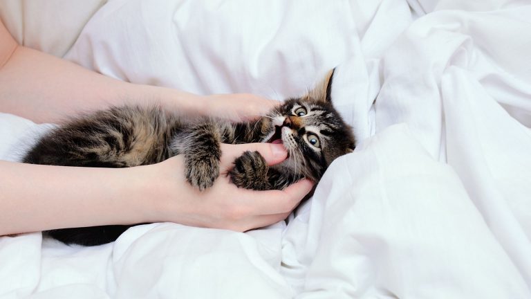 cat nibbling on owner's hand