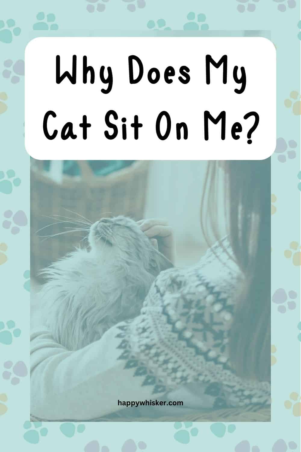 Why Does My Cat Sit On Me 12 Most Adorable Reasons Pinterest