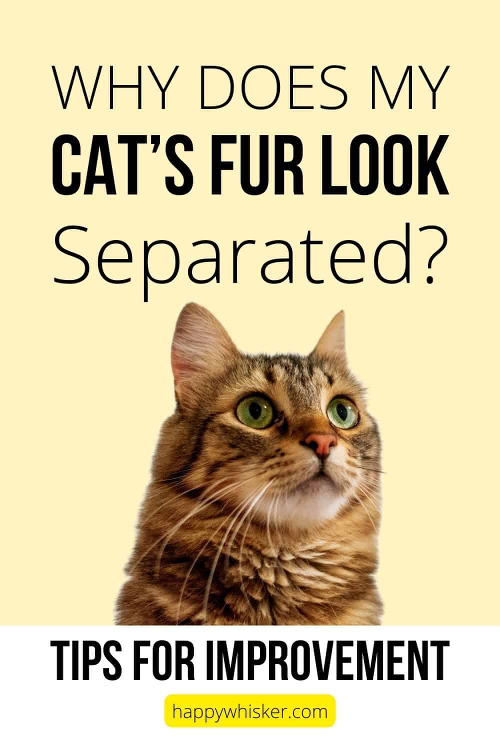 Why Does My Cat’s Fur Look Separated Tips For Improvement Pinterest