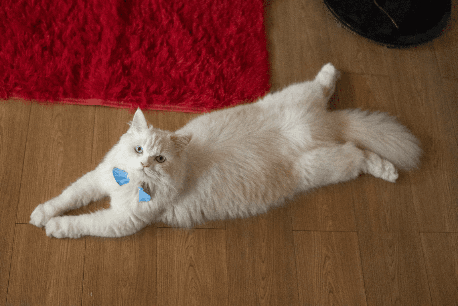 a beautiful white cat is lying on the floor