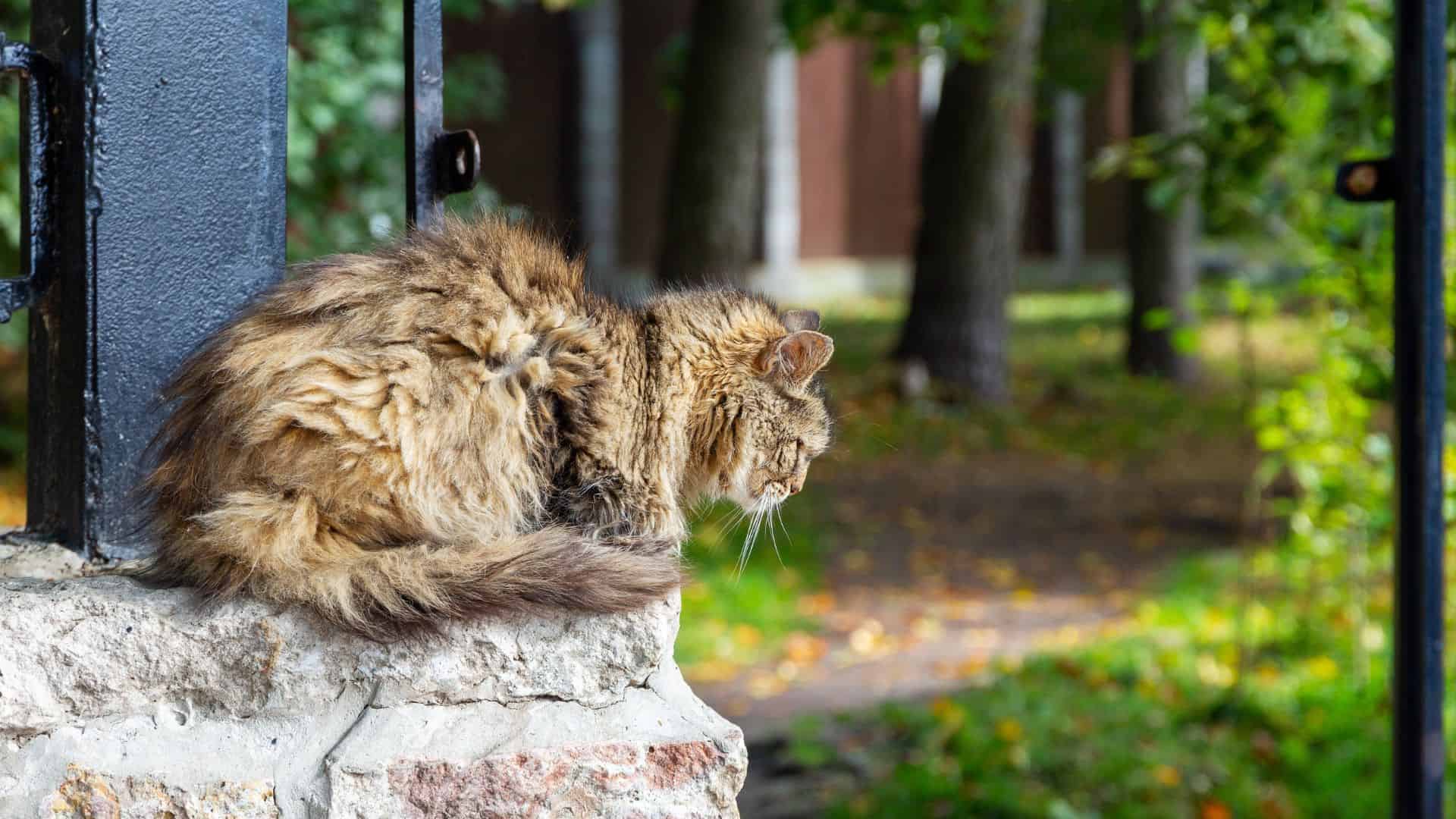cat sitting outside