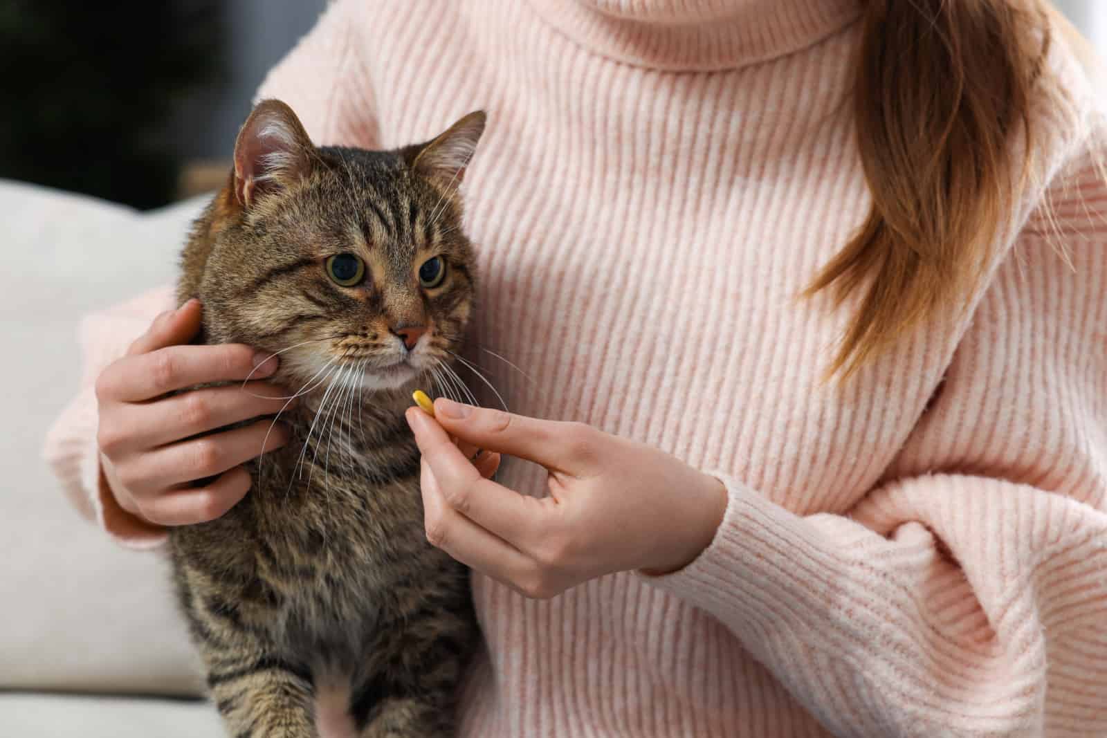 Woman giving pill to cute cat indoors
