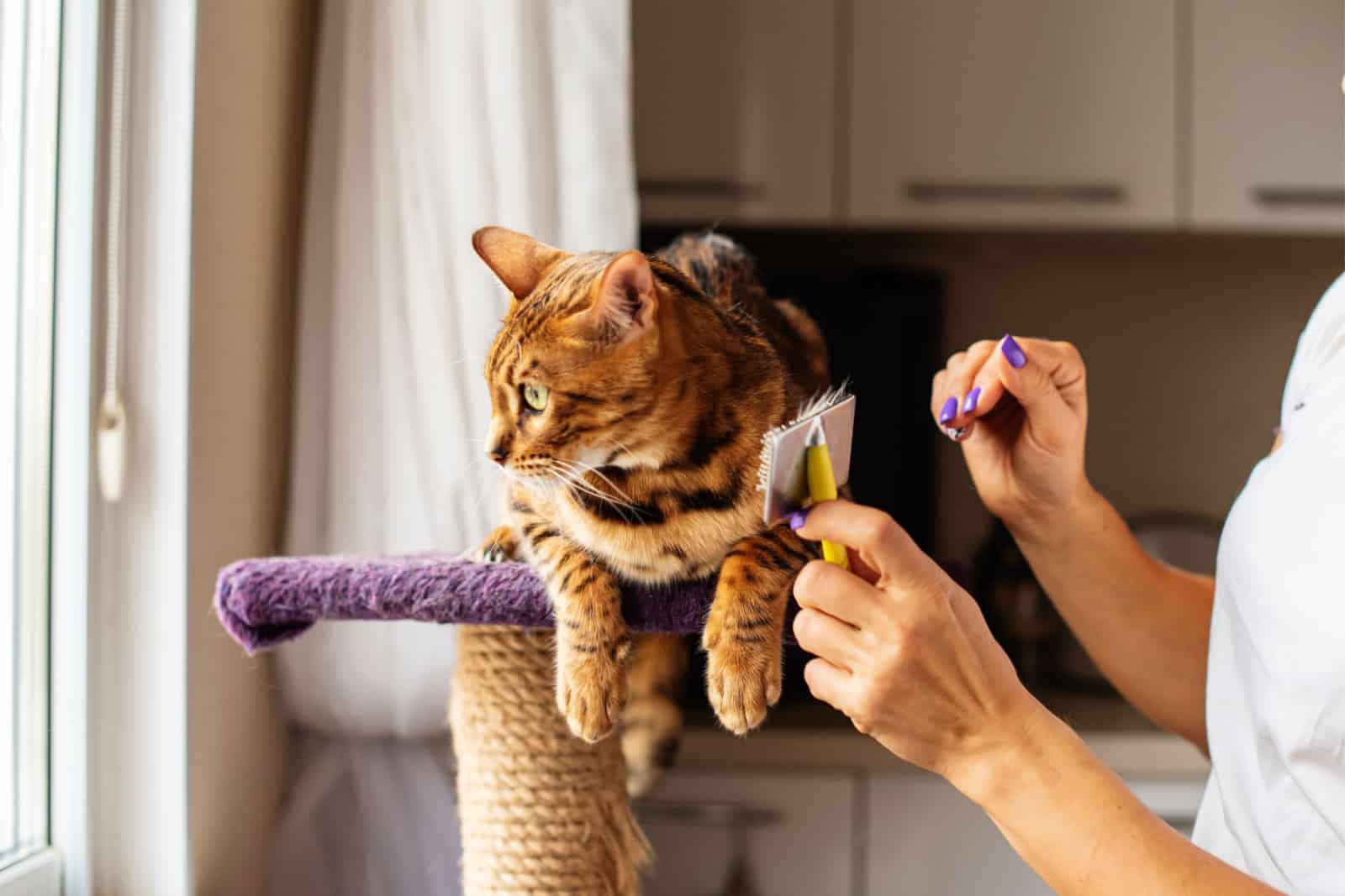 Woman hands combing fur of a Bengal cat with brush