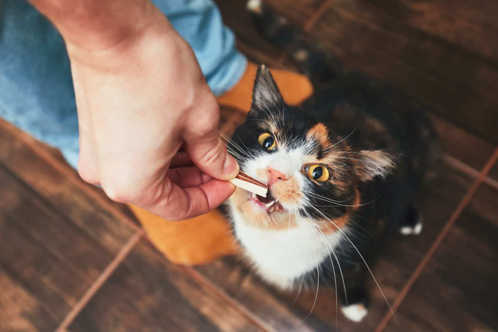 Young man gives his cat meat snack