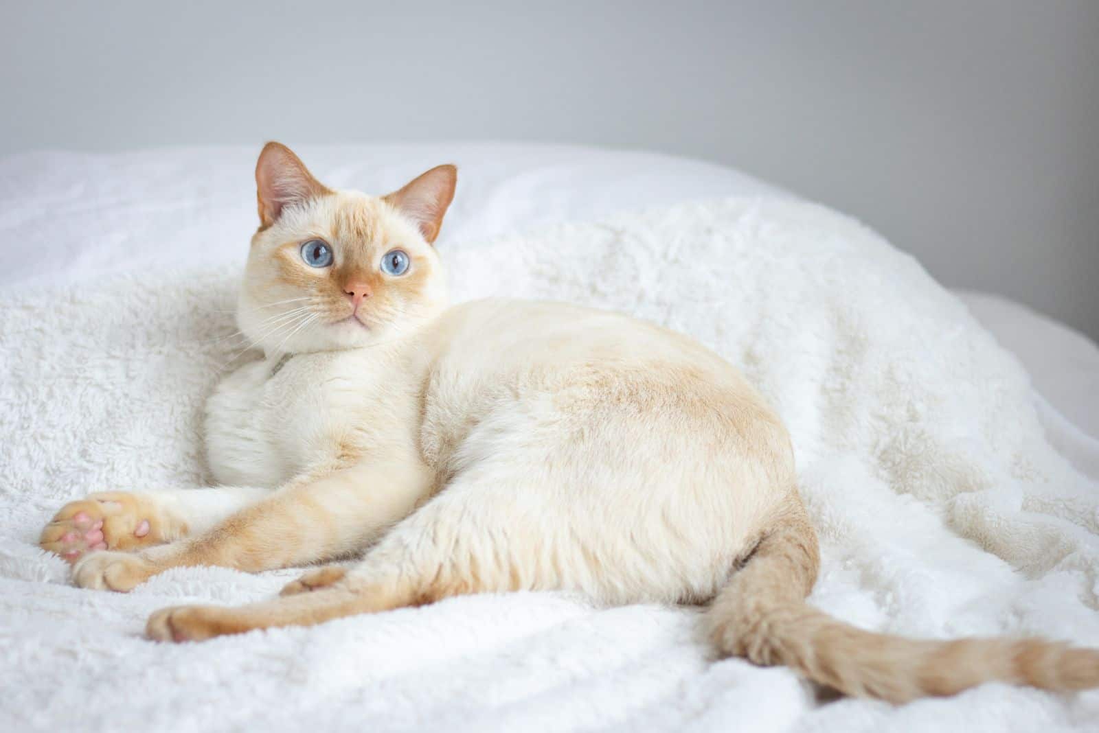 a beautiful Siamese cat is lying on the bed