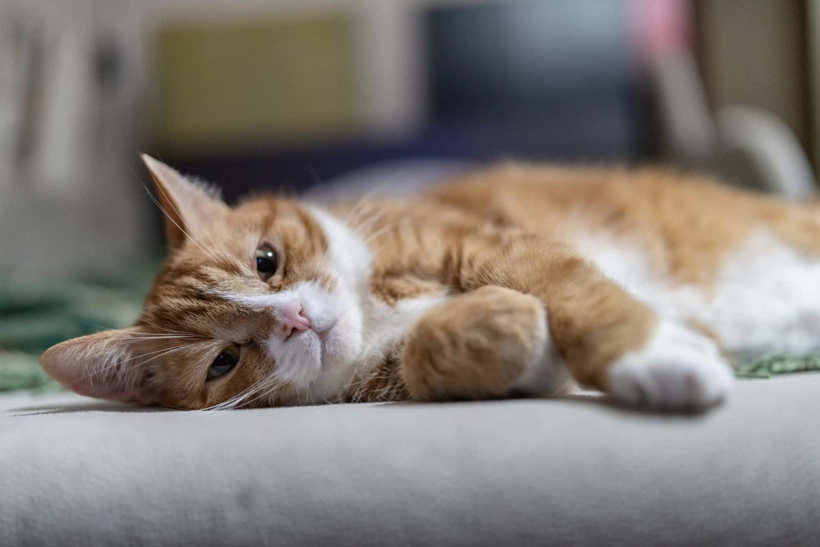 a beautiful cat is lying on the floor