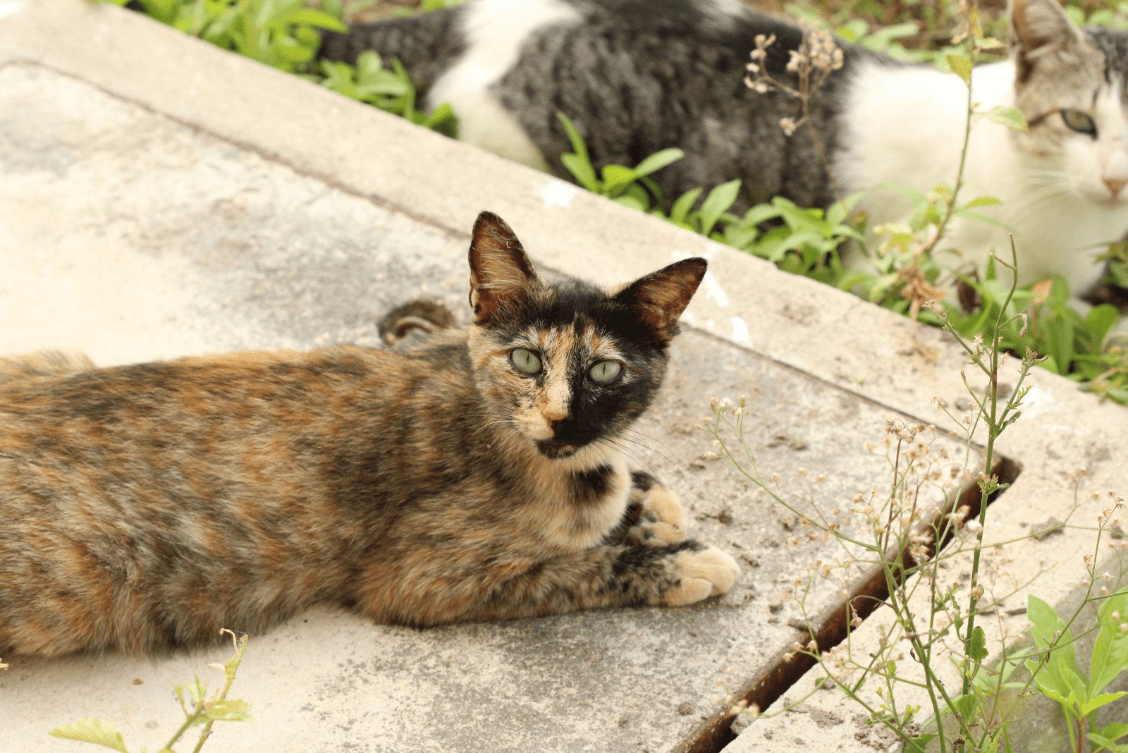 a beautiful cat is lying on the pavement