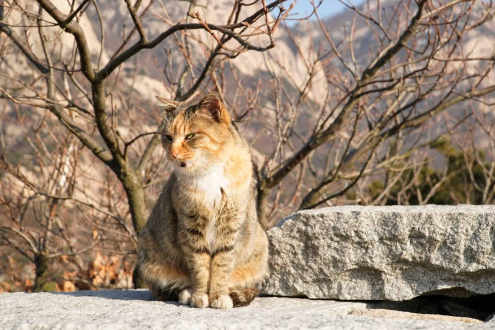 a beautiful cat is sitting on a stone