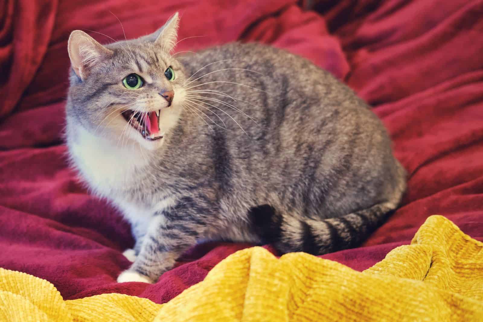 a beautiful cat lies on the bed and purrs