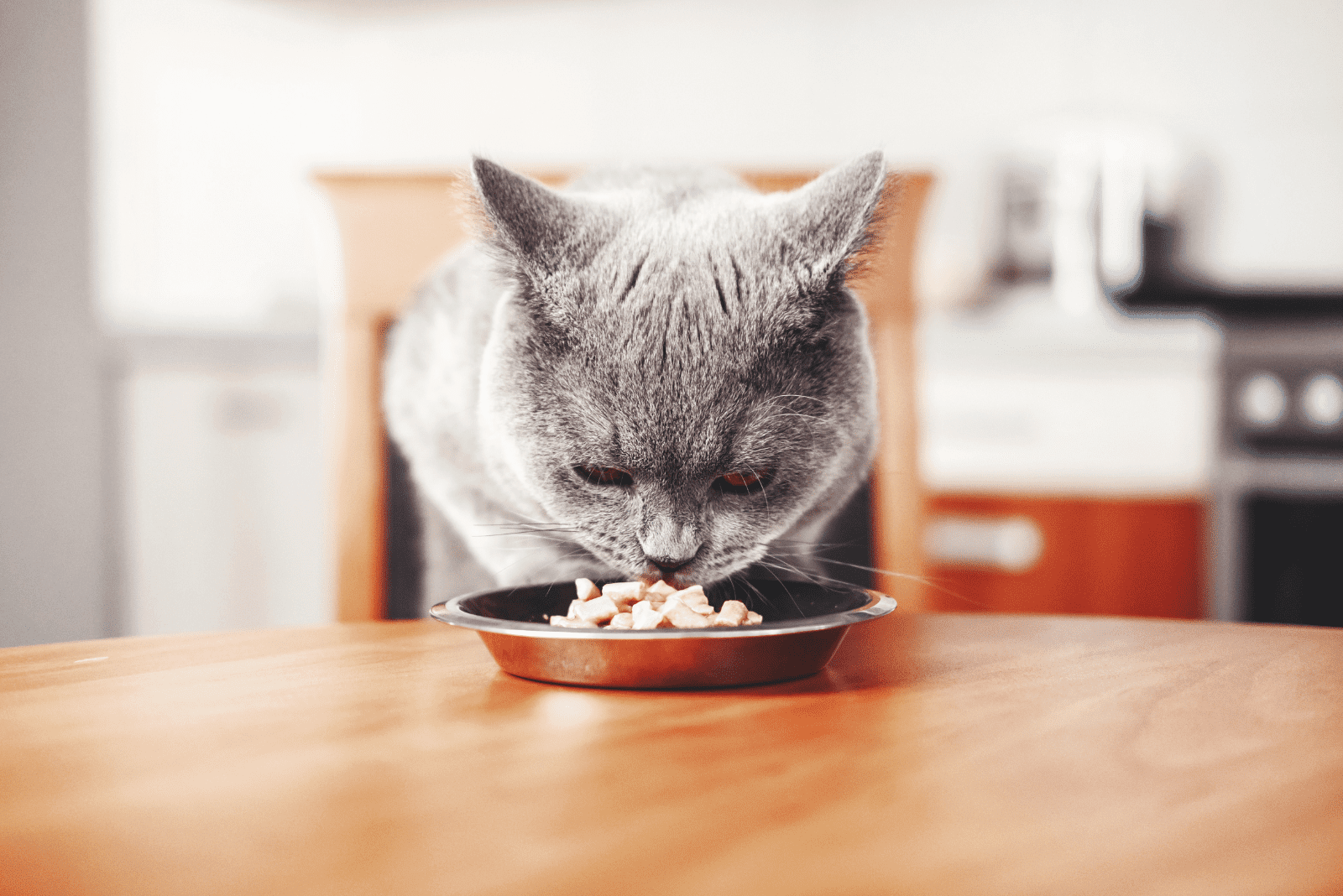 a beautiful gray cat eats food from a bowl