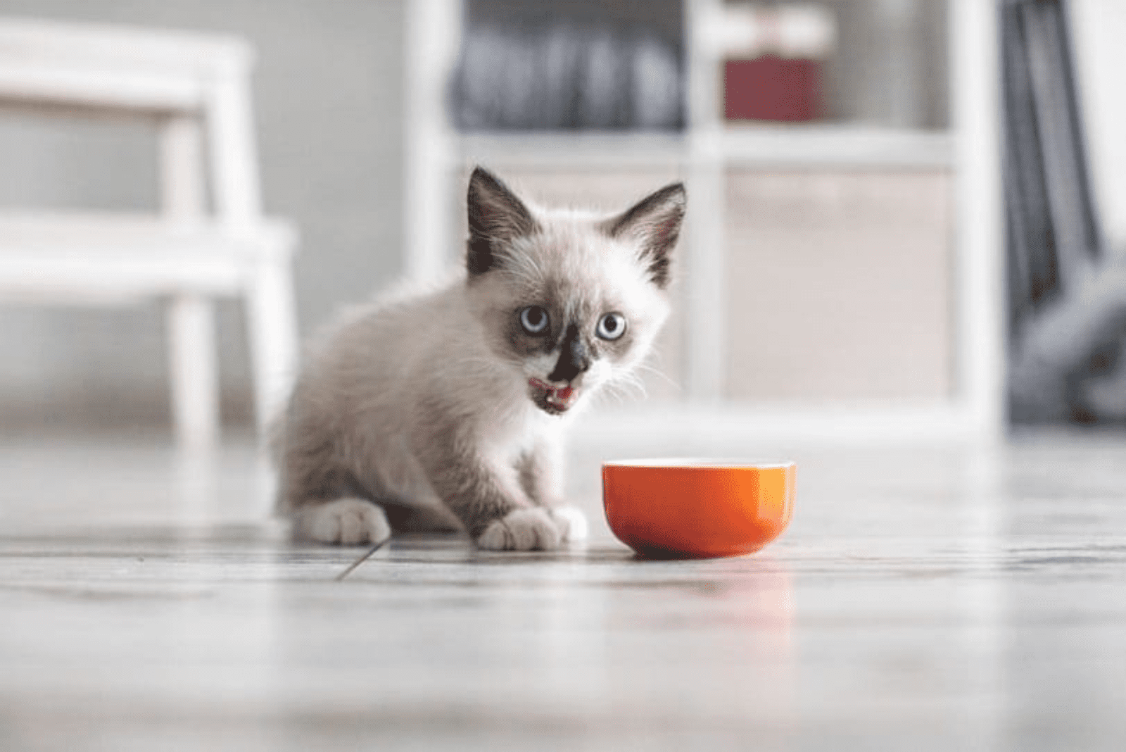 a beautiful kitten is standing next to a bowl of food