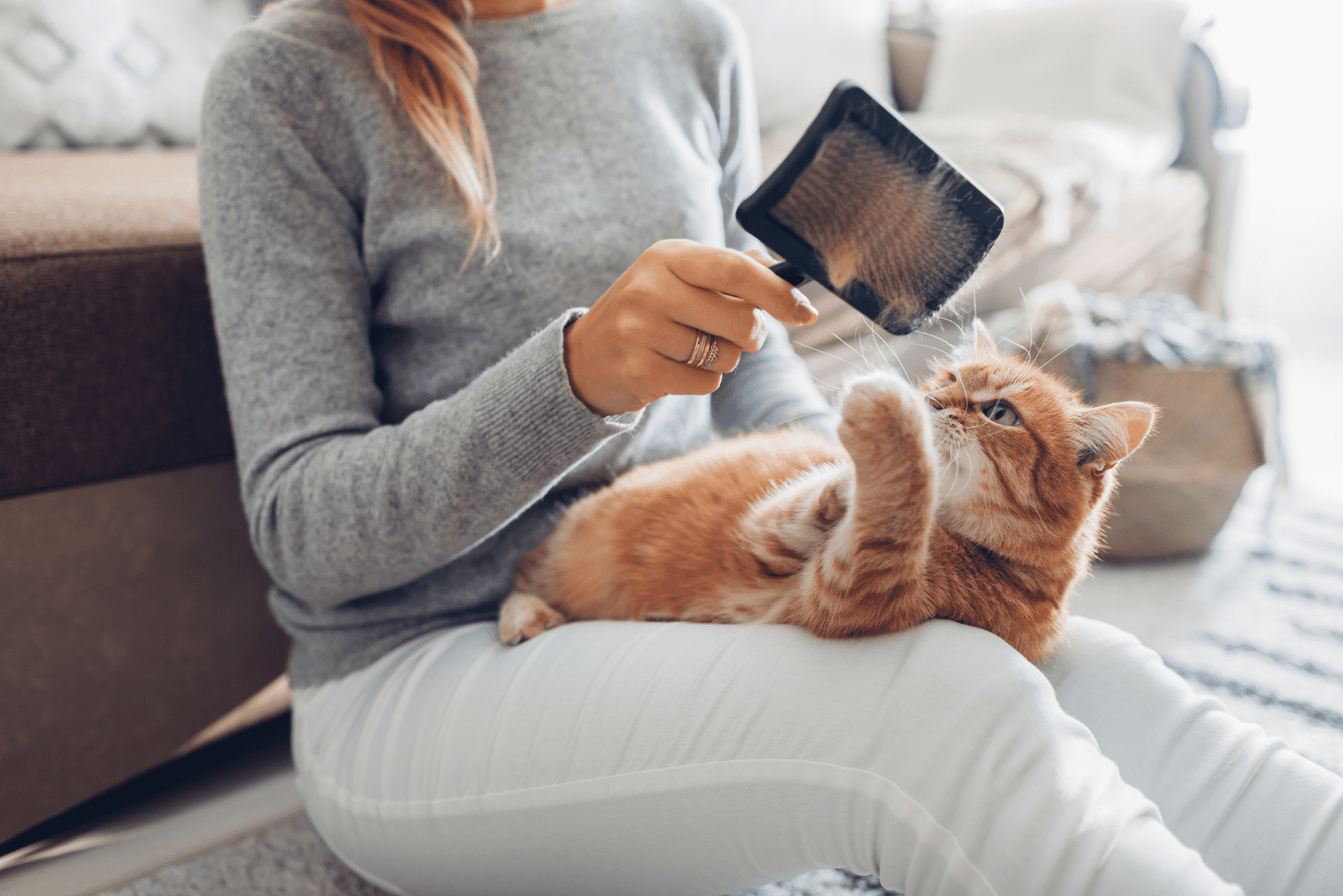 a beautiful woman holds a cat in her lap and brushes it