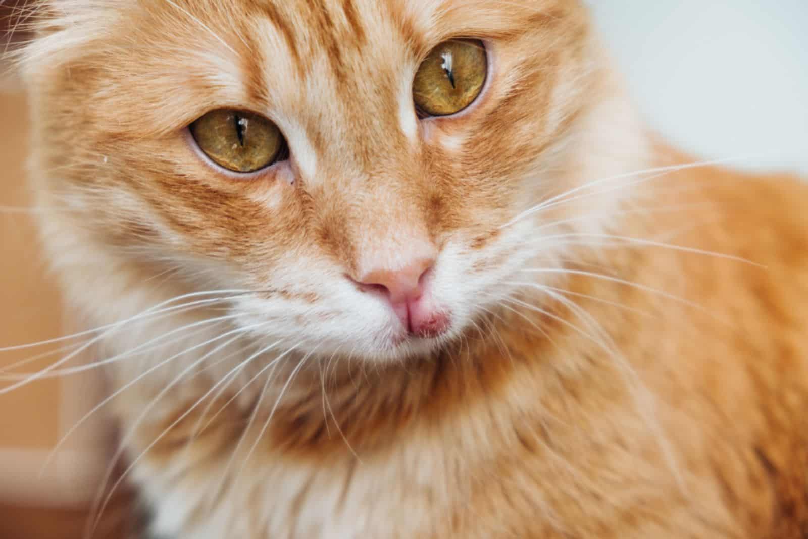 a beautiful yellow cat with a swollen lip