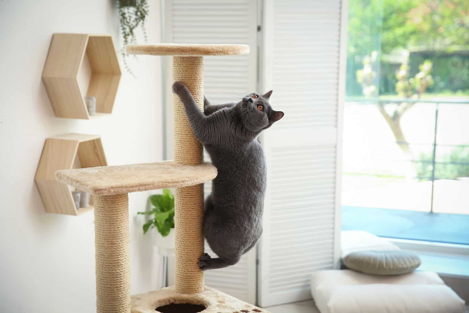 a black cat climbs a tree