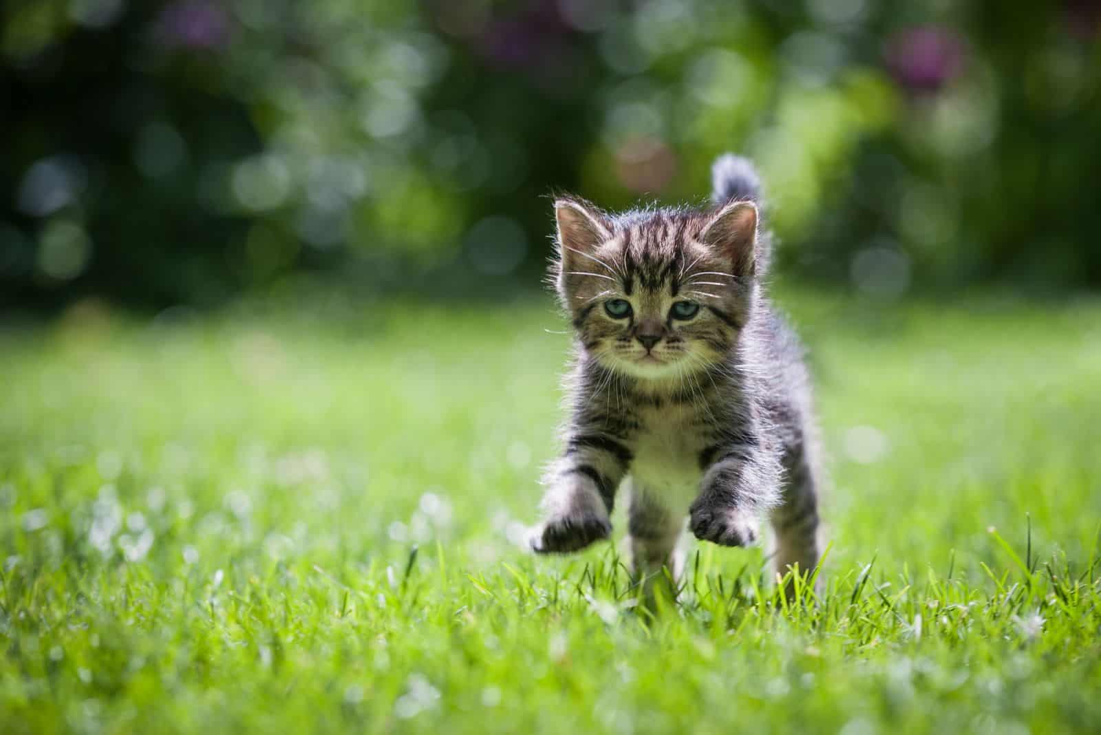a cat catches flies on the run