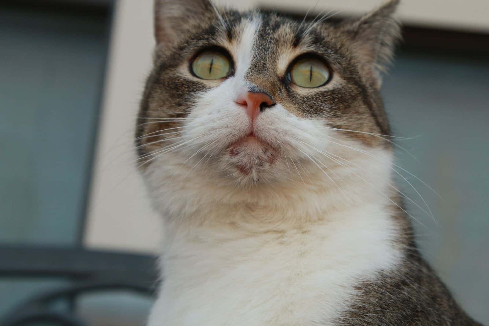 a cat with chin acne