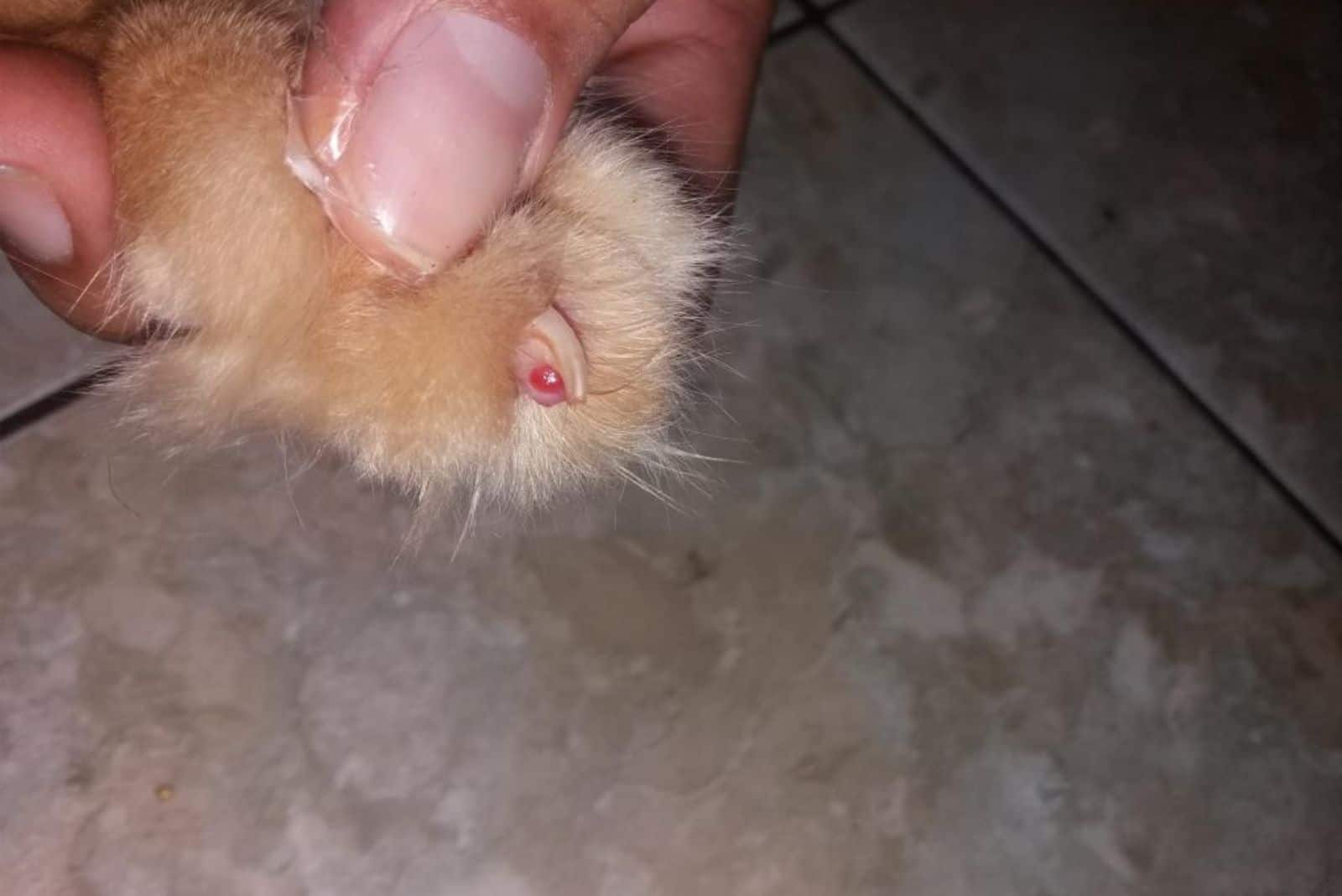 a cyst on a cat's nail
