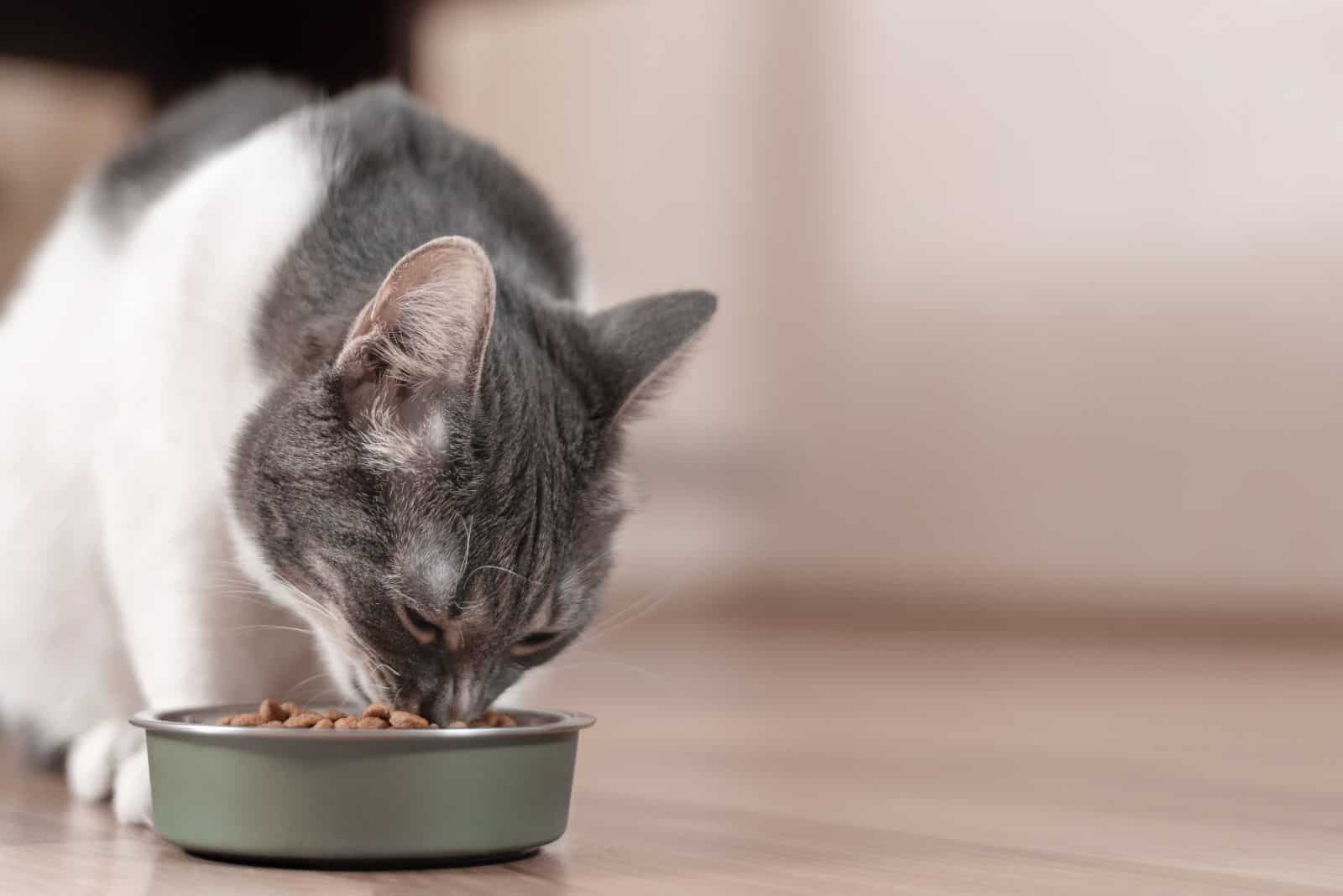 a gray cat eats from a container of crackers