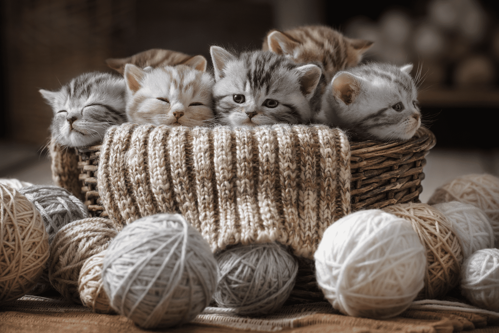 a group of kittens in a basket with a blanket