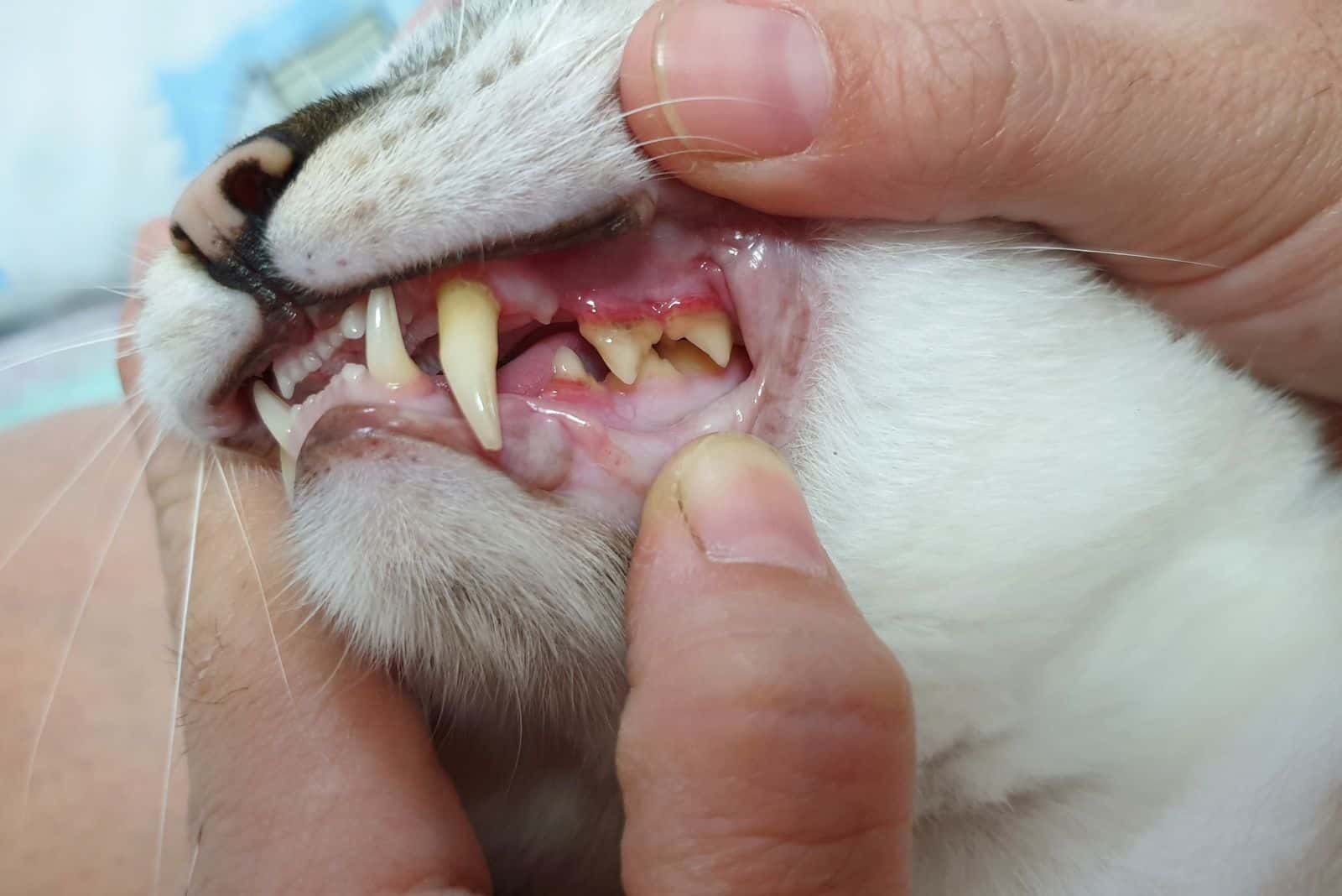 a man examines a cat's teeth