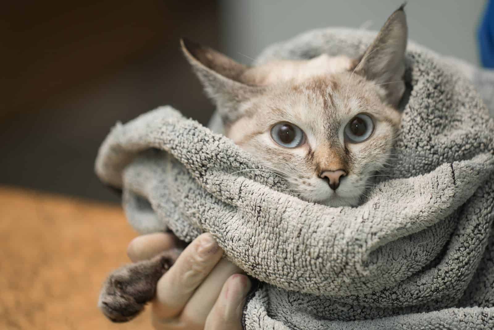 a sick cat in a woman's arms