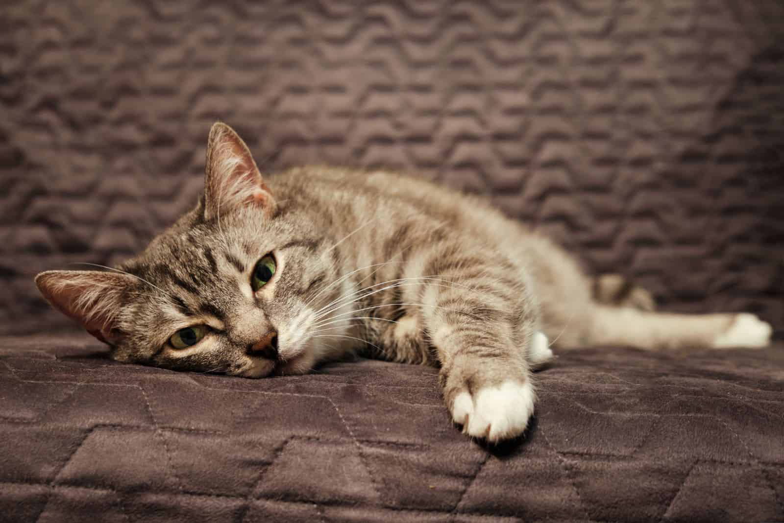 a sick cat is lying on the couch