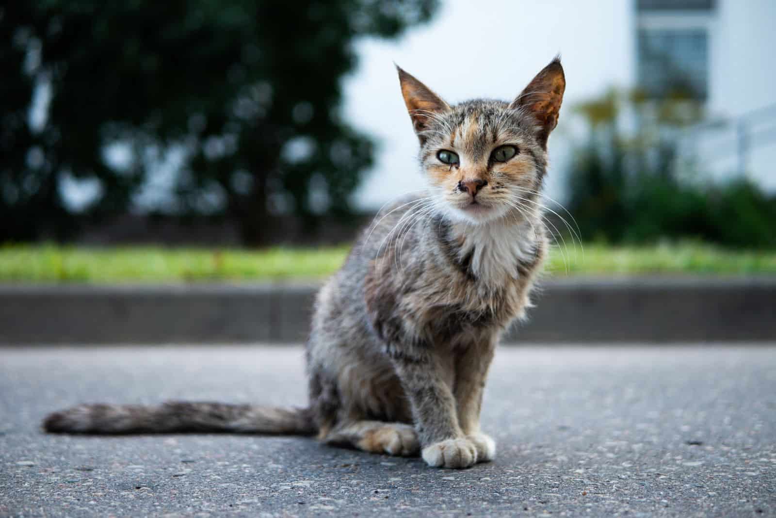 a skinny cat sits on the sidewalk