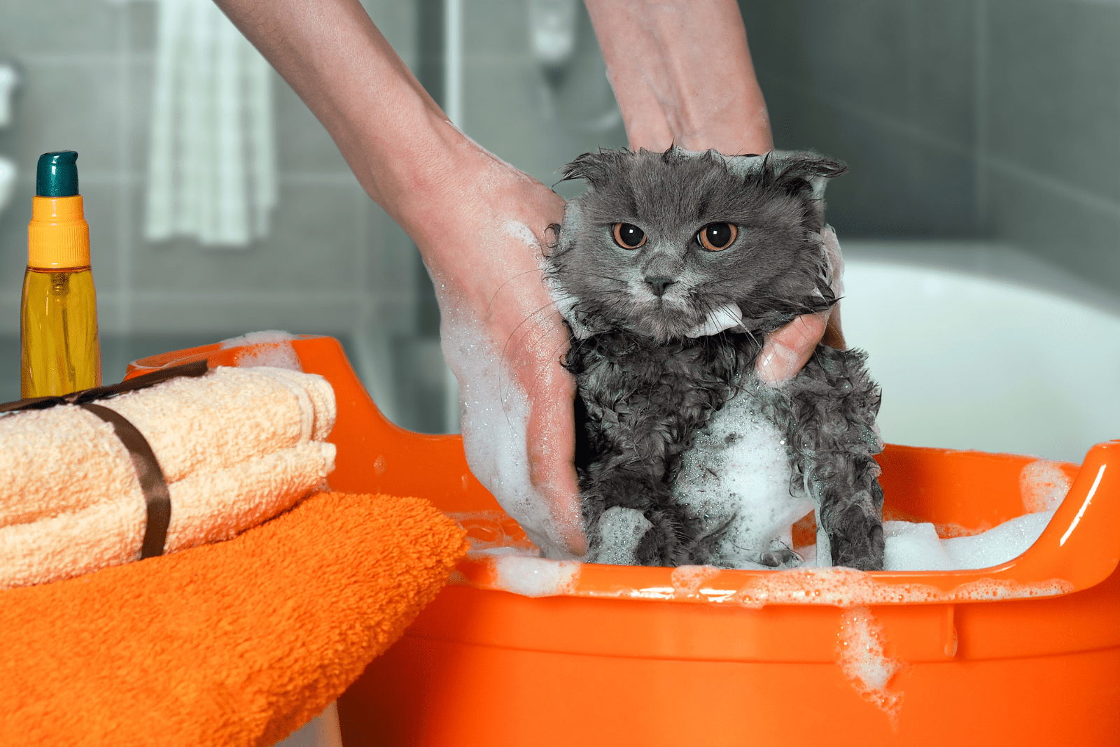 a woman bathes a cat