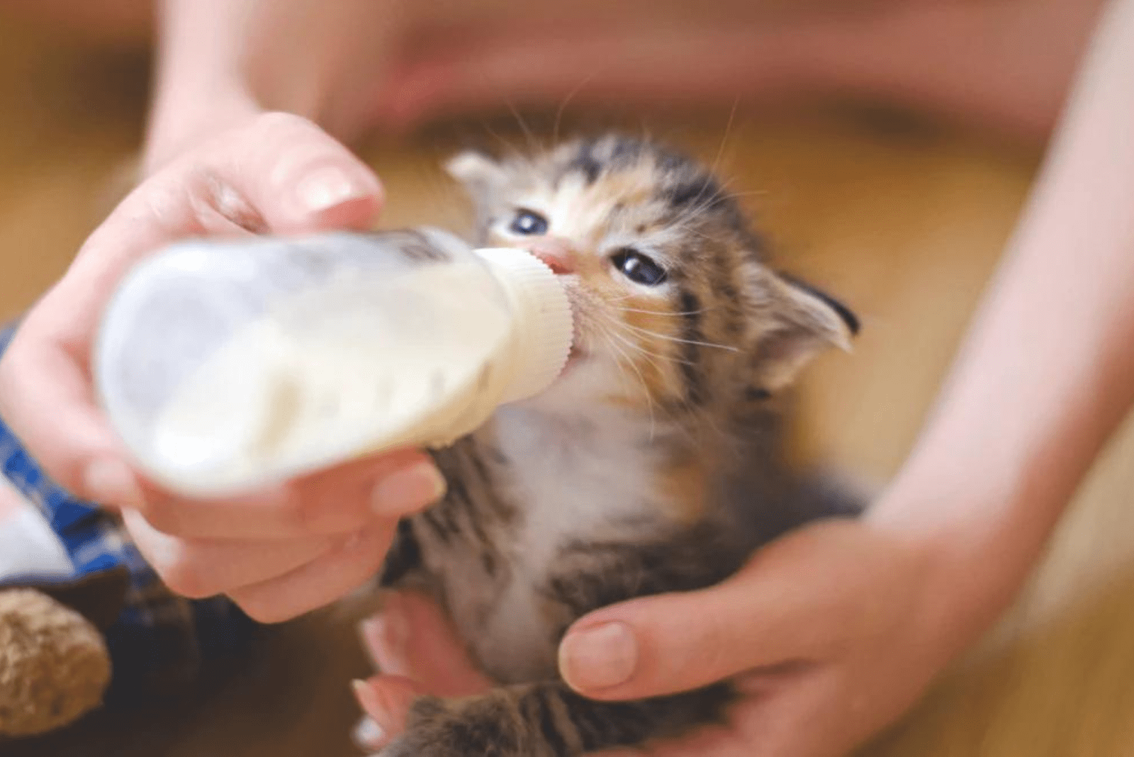 a woman feeds a kitten