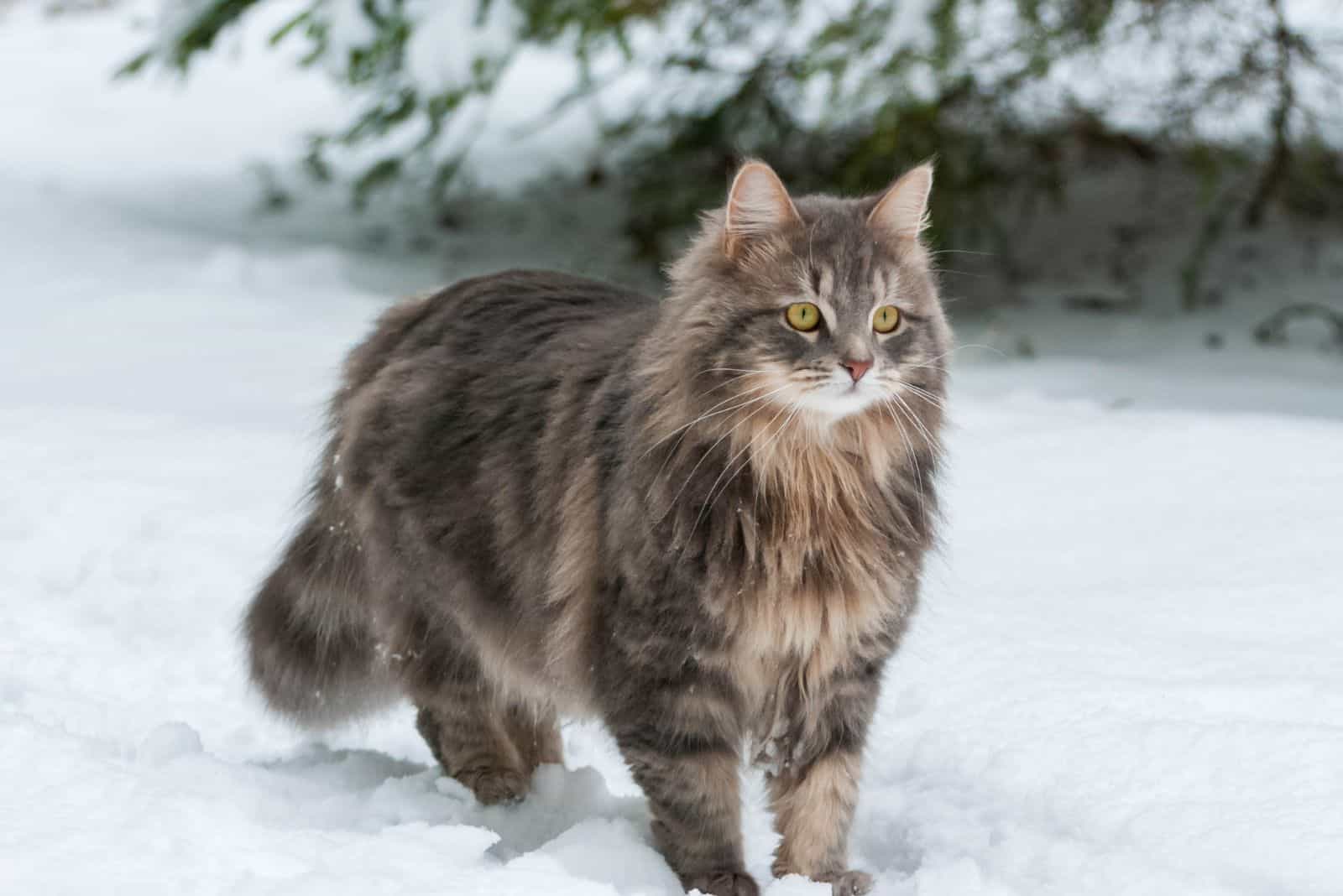 adorable cat walking in the snow