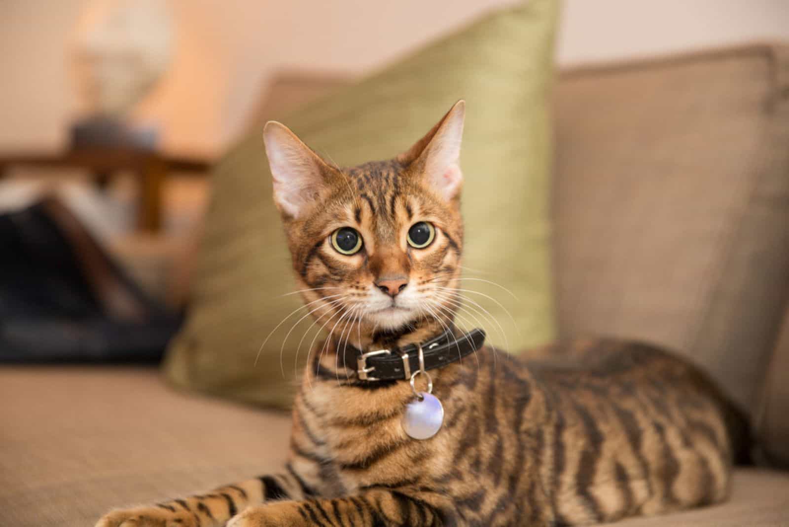 adorable kitten with collar lying on couch