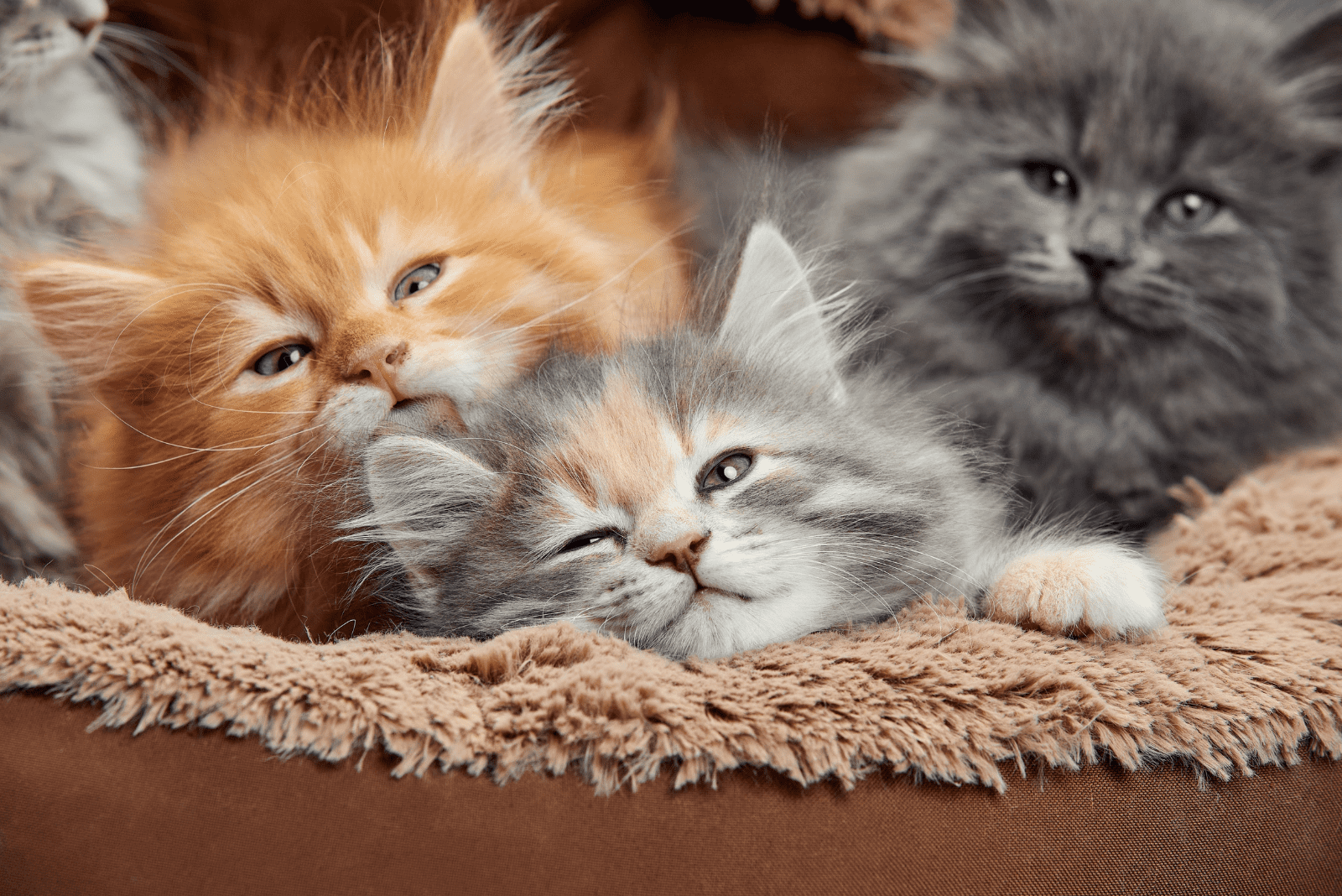 adorable kittens in a basket