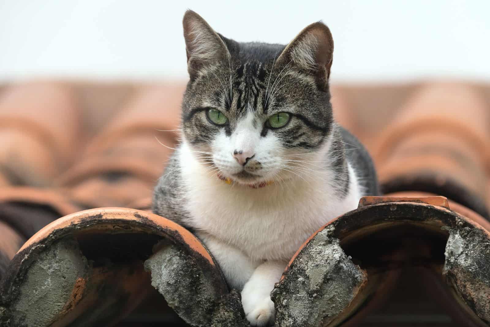 an adorable cat is sitting on the roof