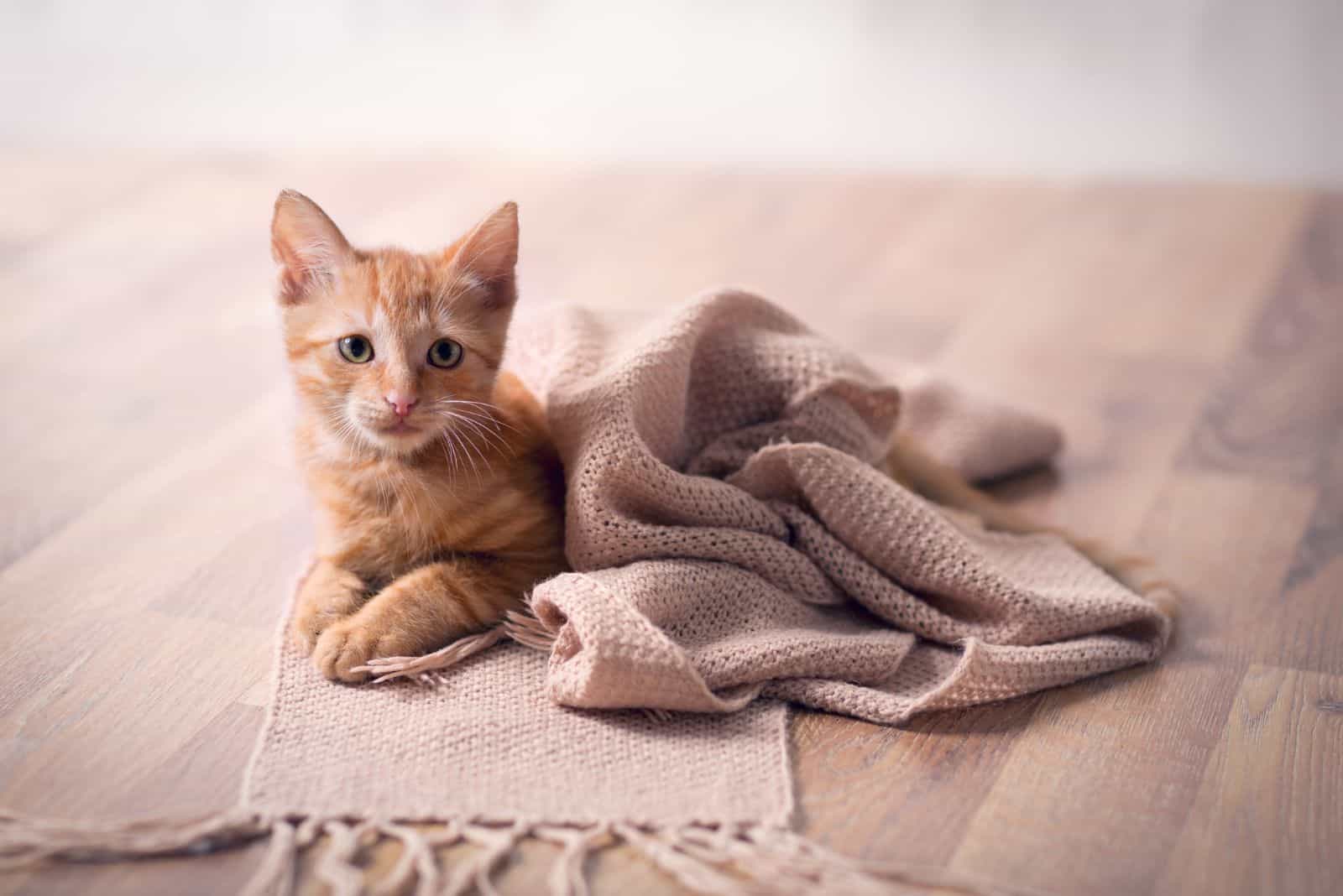 an adorable kitten is lying on the mat