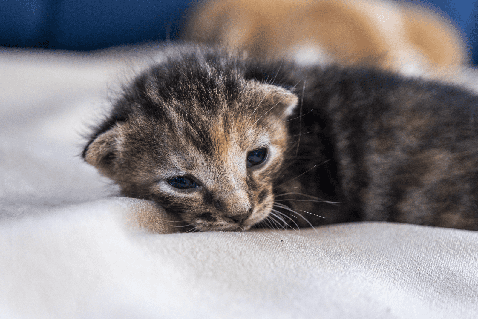 an adorable kitten lies with its eyes open