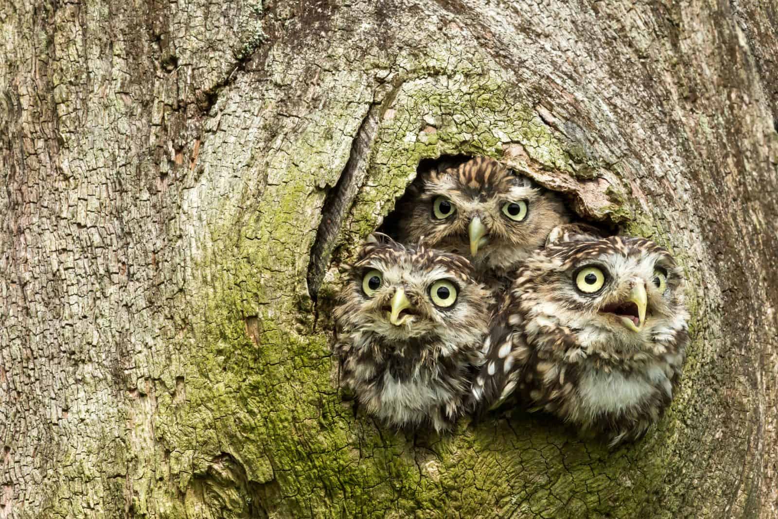 an owl with its young in a tree