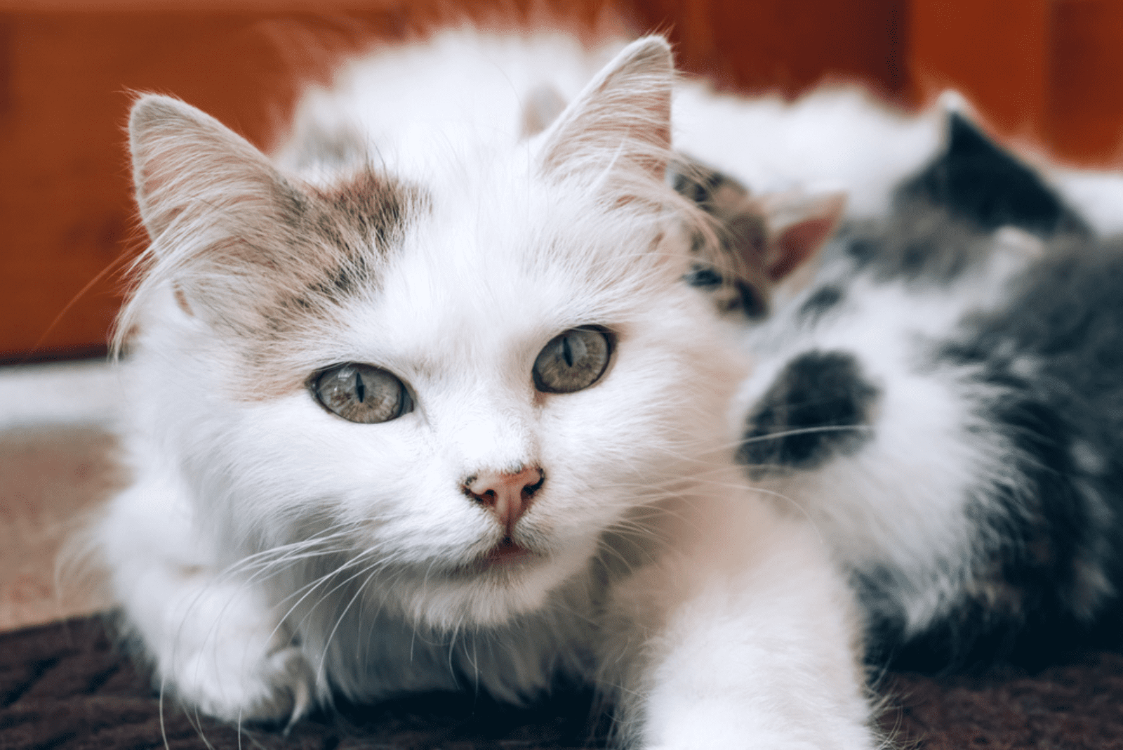 beautiful white kitten