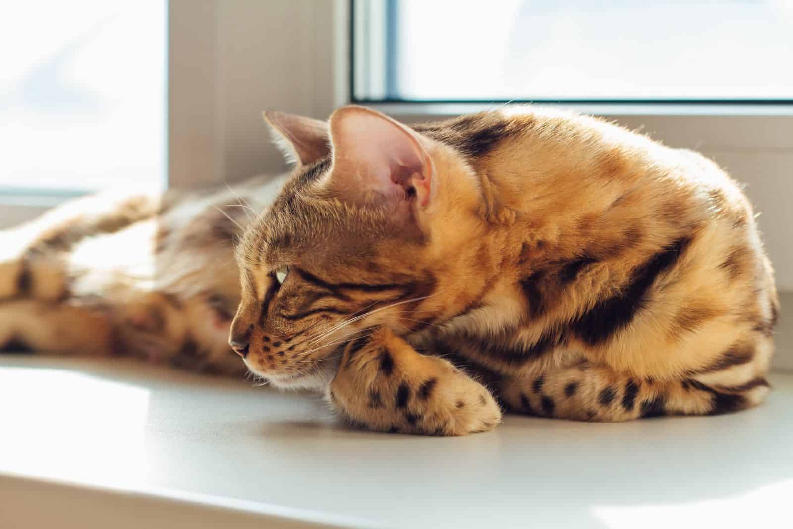 bengal kitty cat laying on the windowsill and relaxing