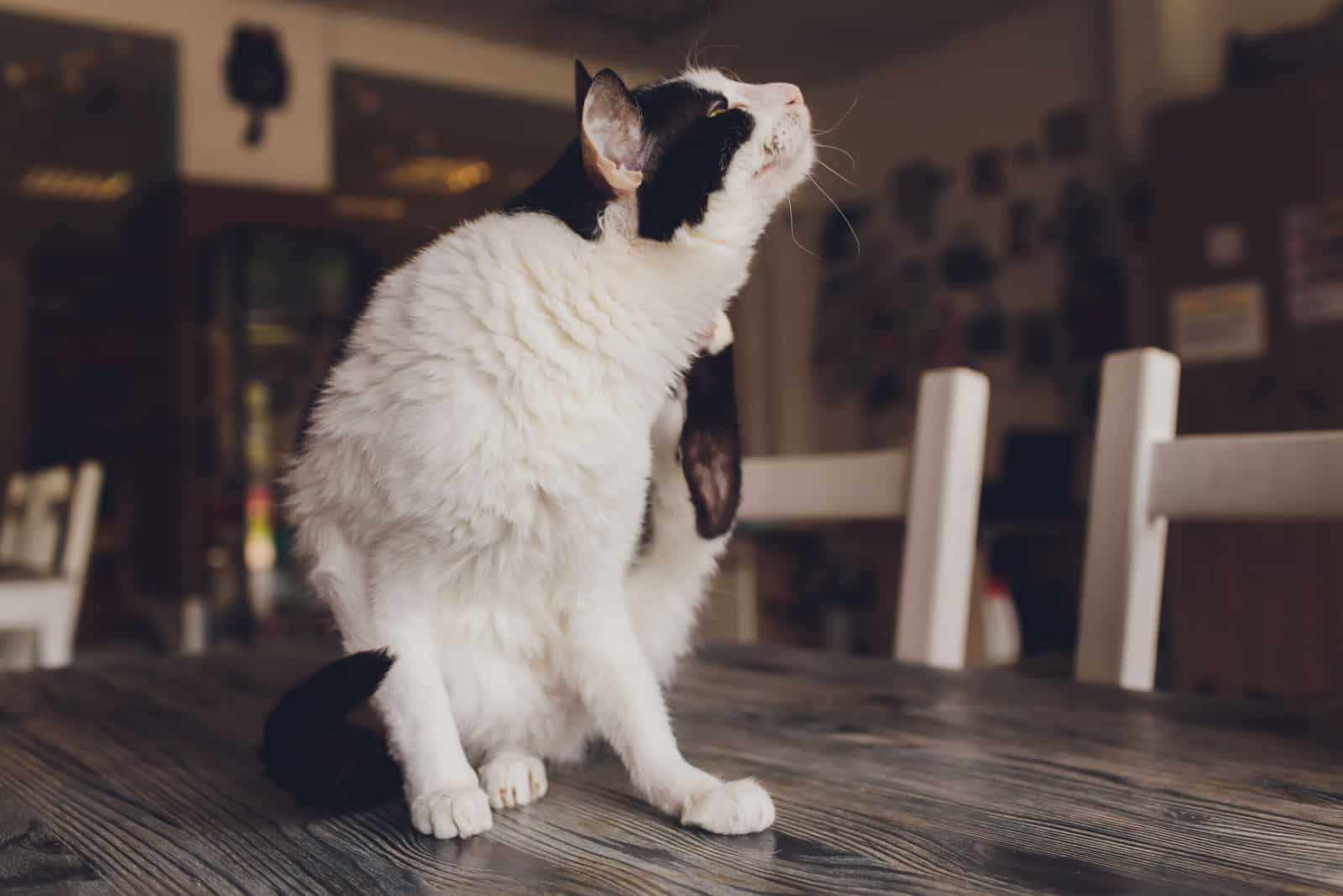 bicolor cat itching