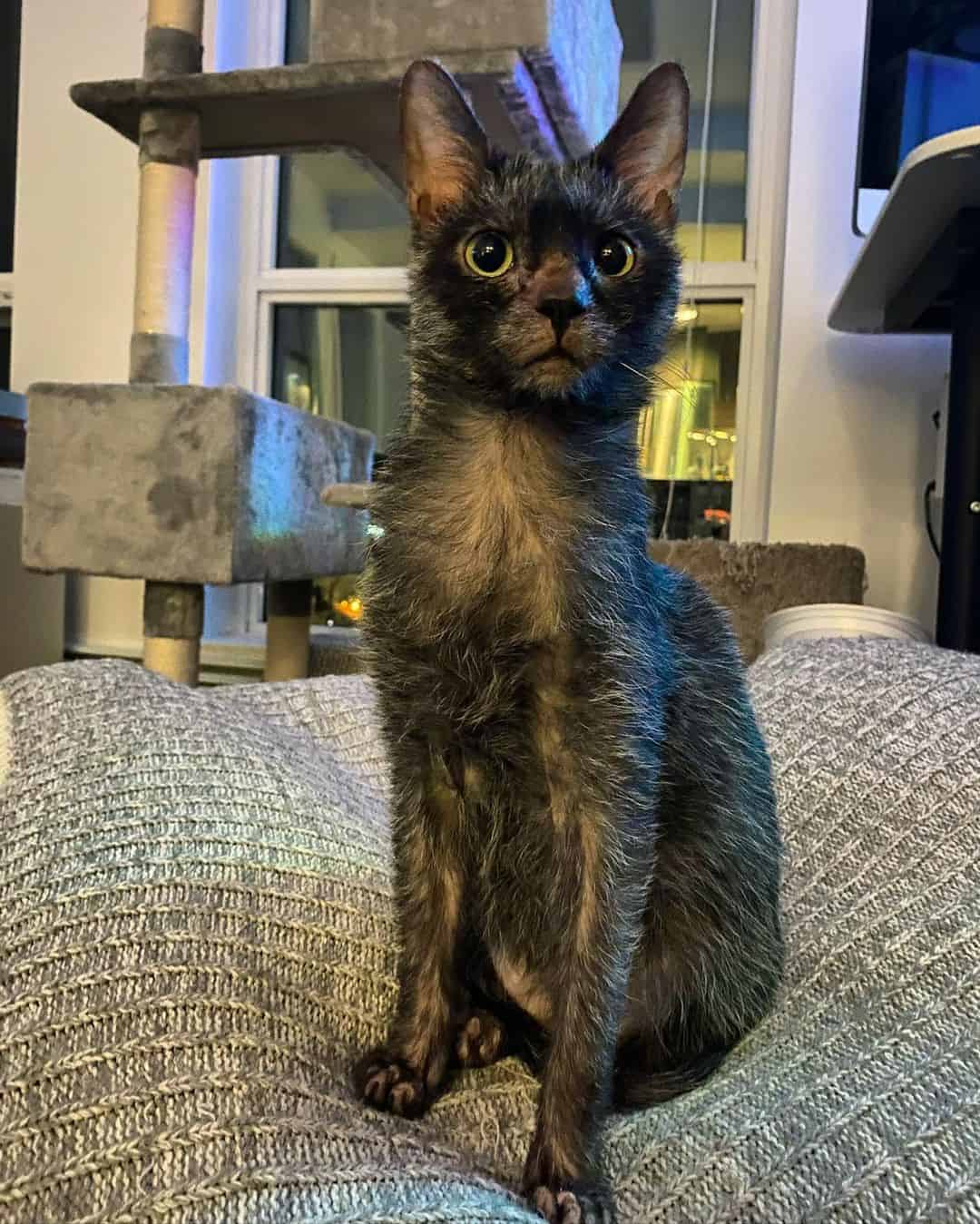 black Lykoi cat sitting on pillow