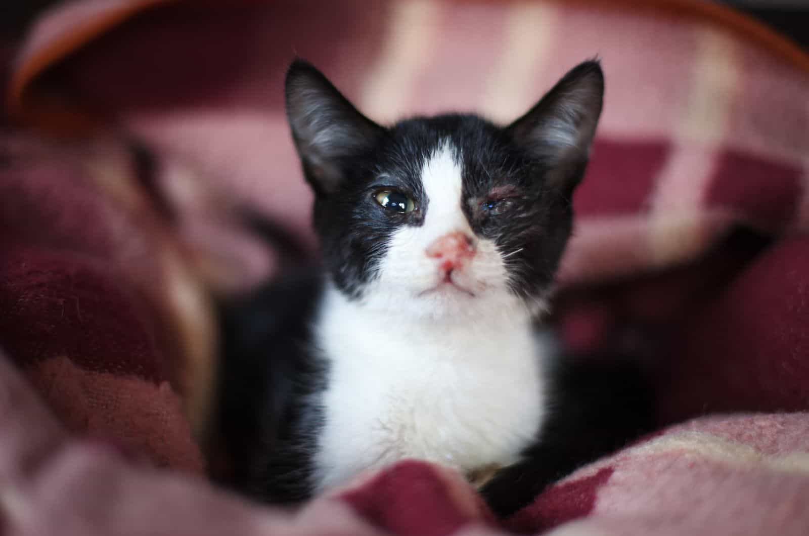 black and white Kitten with Eye Infection