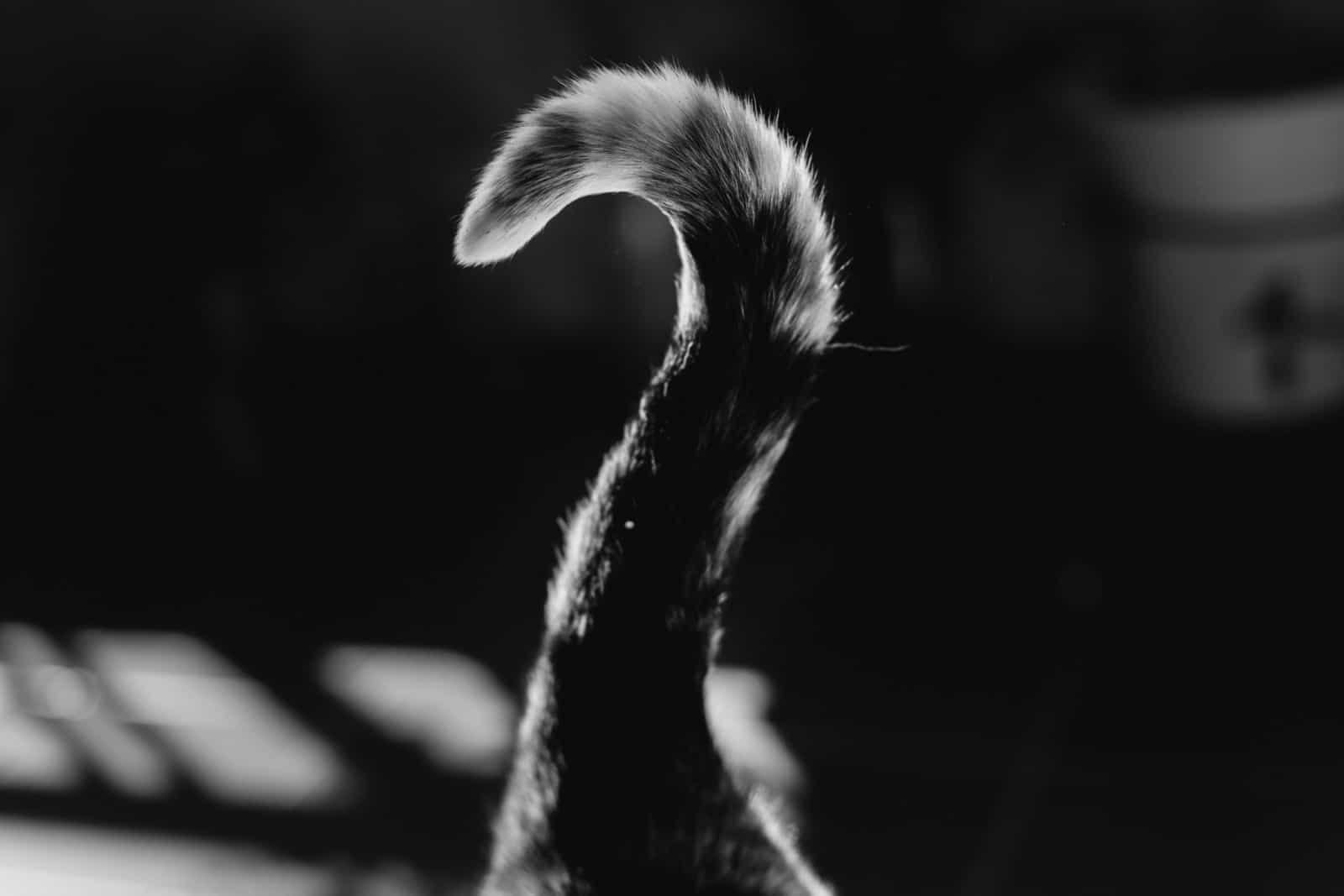 black and white cat's tail