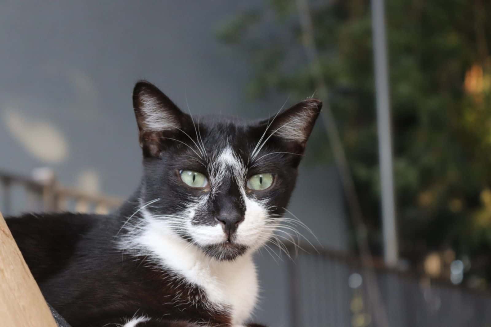 black and white tuxedo cat, looking toward the camera