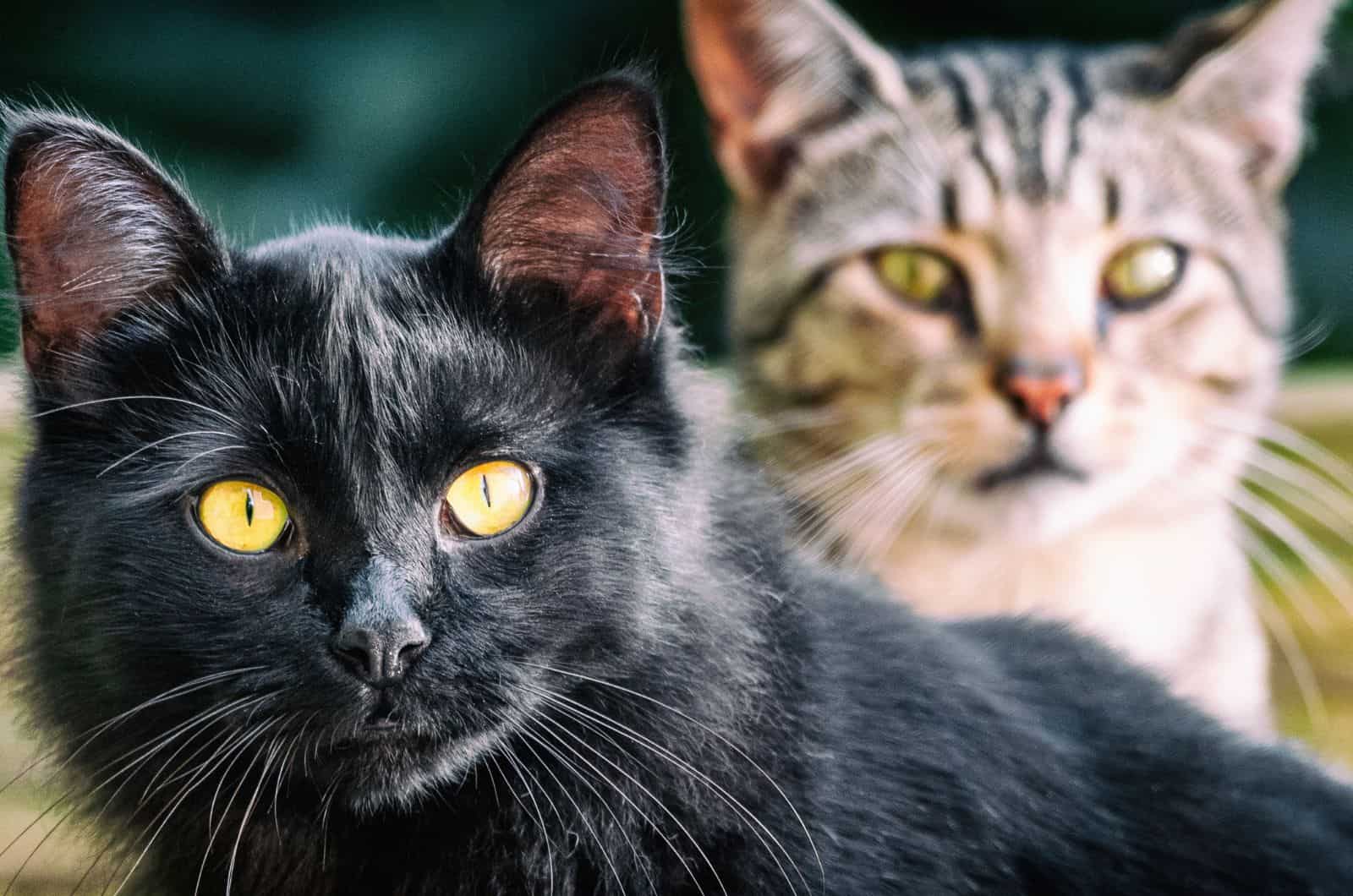 black cat and tabby cat